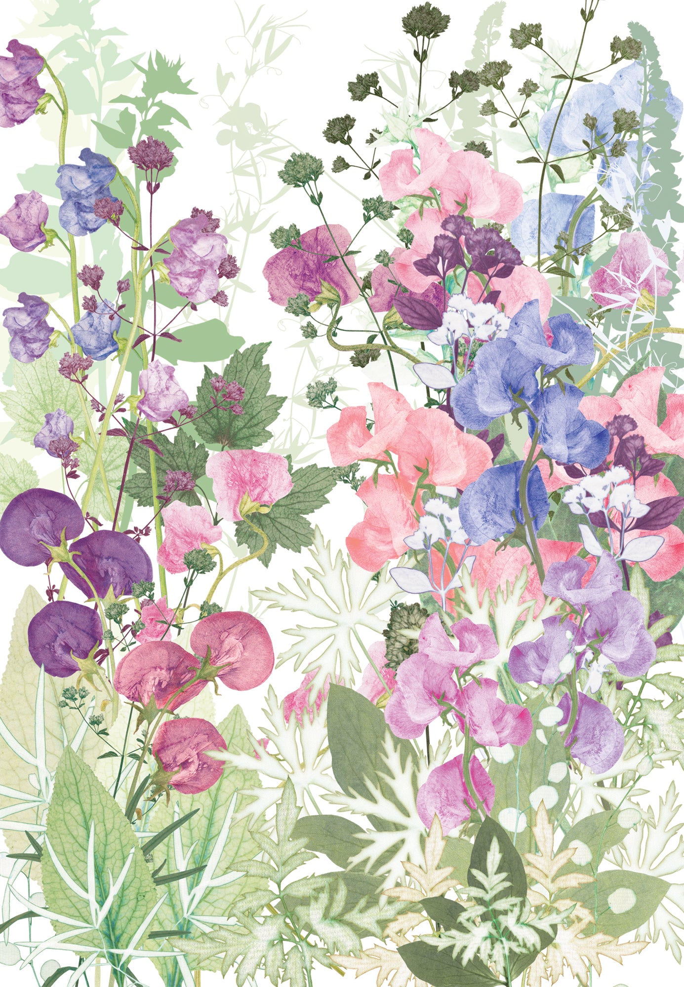 Sweet Pea Tangle Giclee Print