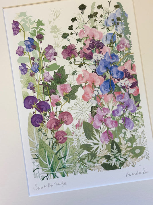 Sweet Pea Tangle Giclee Print